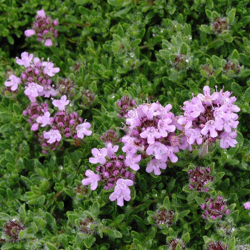 Thymus serpyllum 'Pink Chintz'