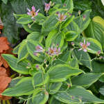  Tricyrtis formosana 'Autumn Glow'