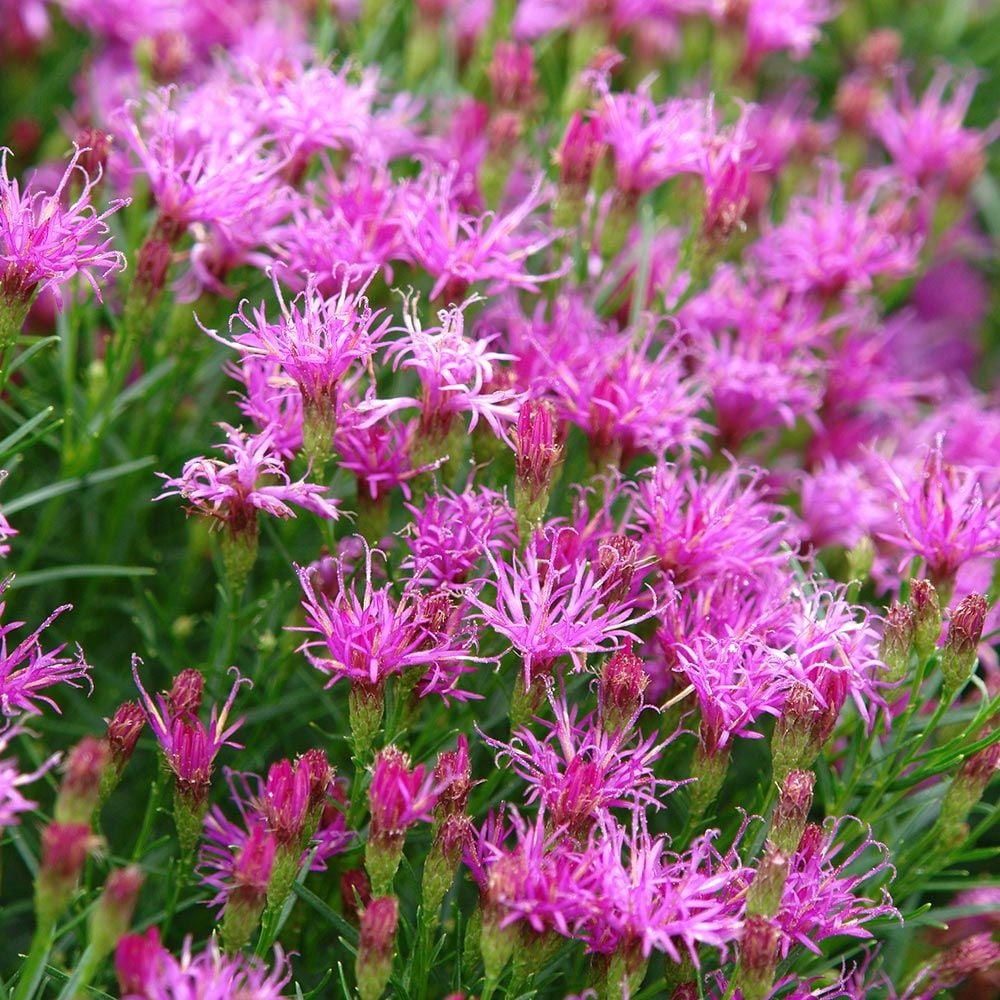 Vernonia lettermannii 'Iron Butterfly'