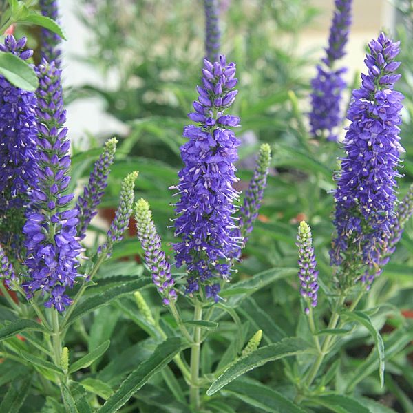Veronica spicata Moody Blues® Dark Blue White Flower Farm