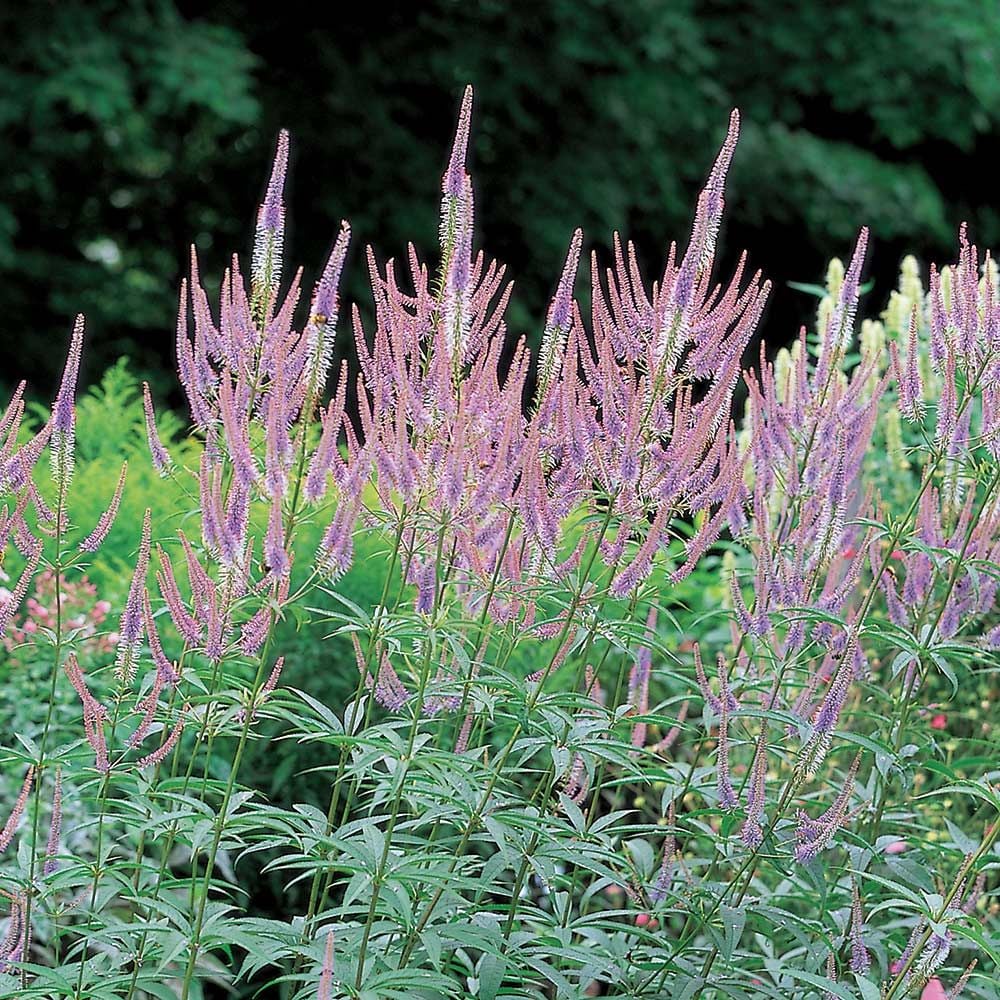 Veronicastrum virginicum 'Fascination'