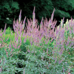  Veronicastrum virginicum 'Fascination'