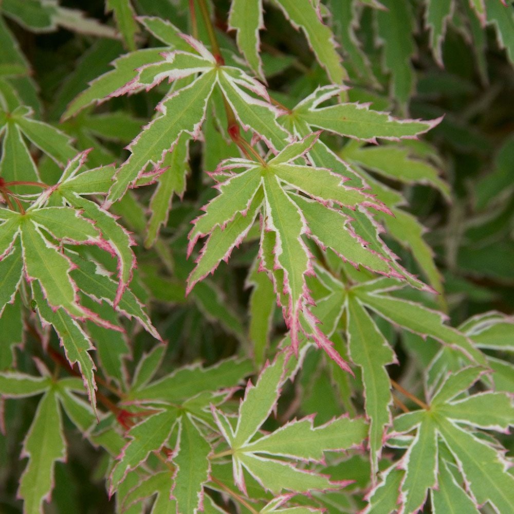 Acer palmatum 'Butterfly'