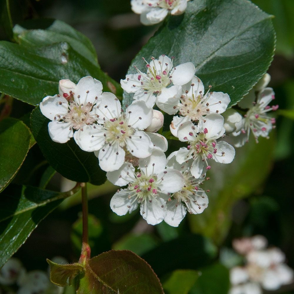 Aronia arbutifolia