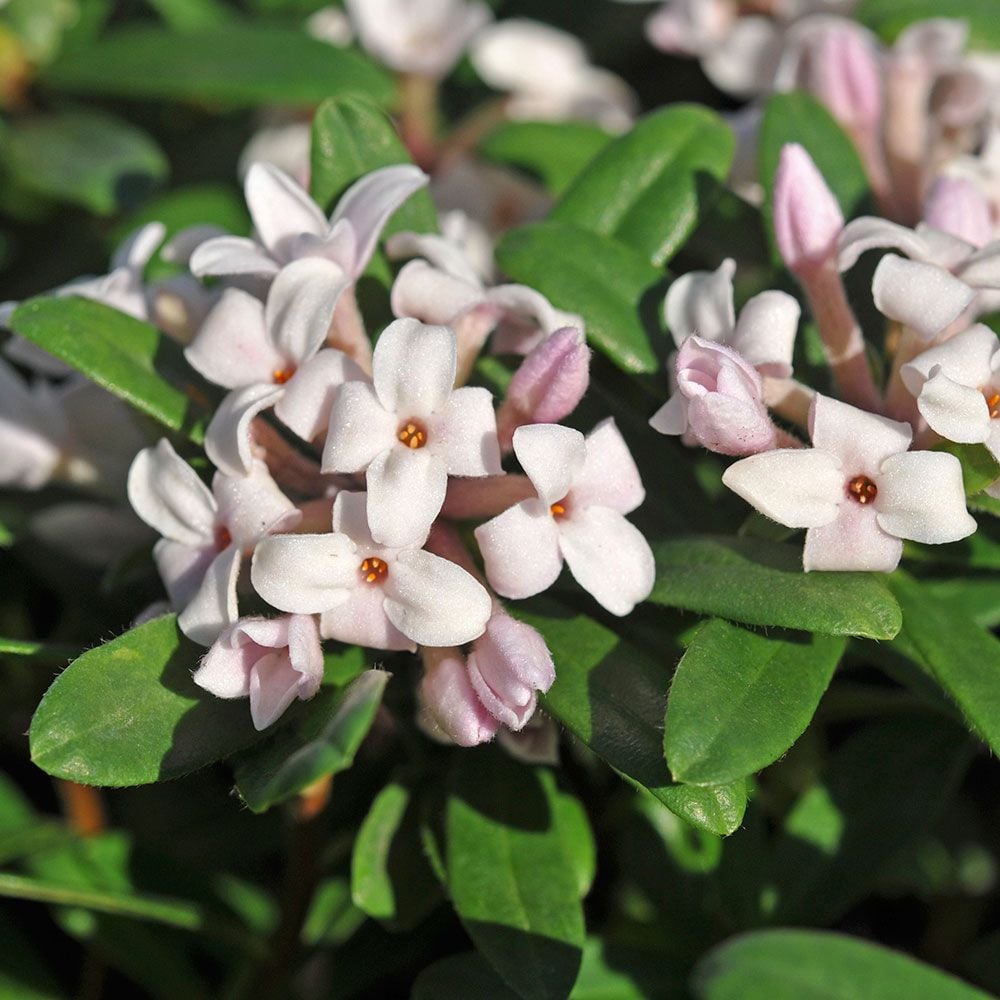 Daphne x transatlantica Eternal Fragrance