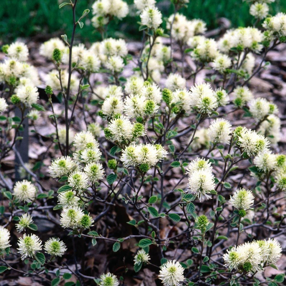 Fothergilla gardenii