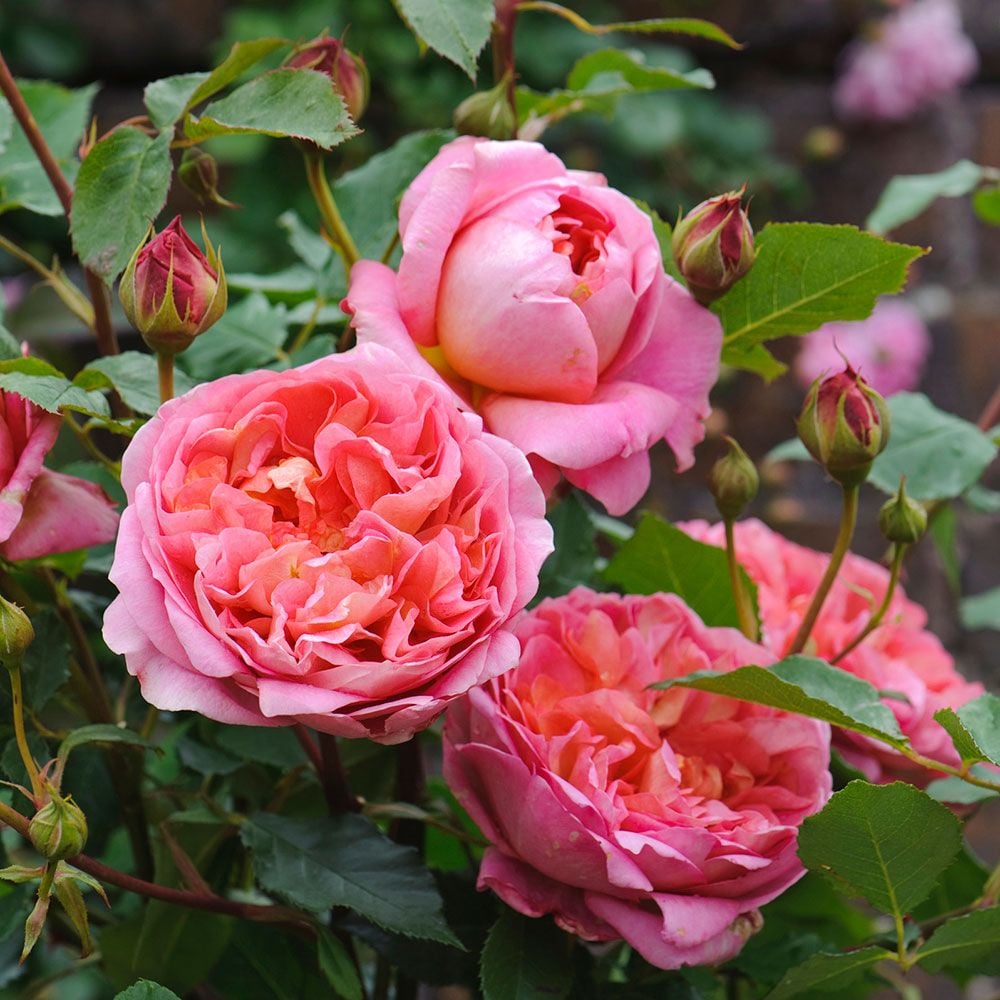 Rose Boscobel