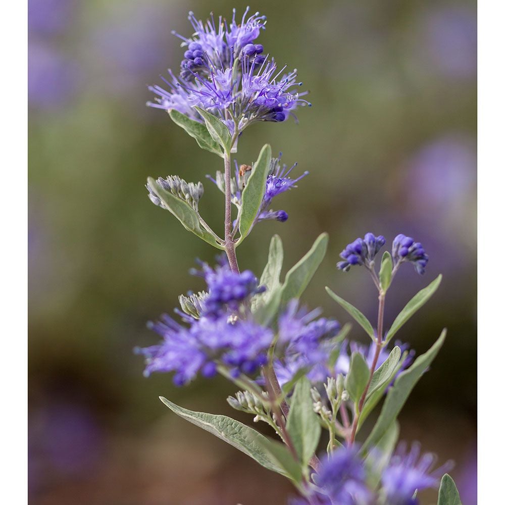 Caryopteris x clandonensis Sapphire Surf™  White Flower Farm