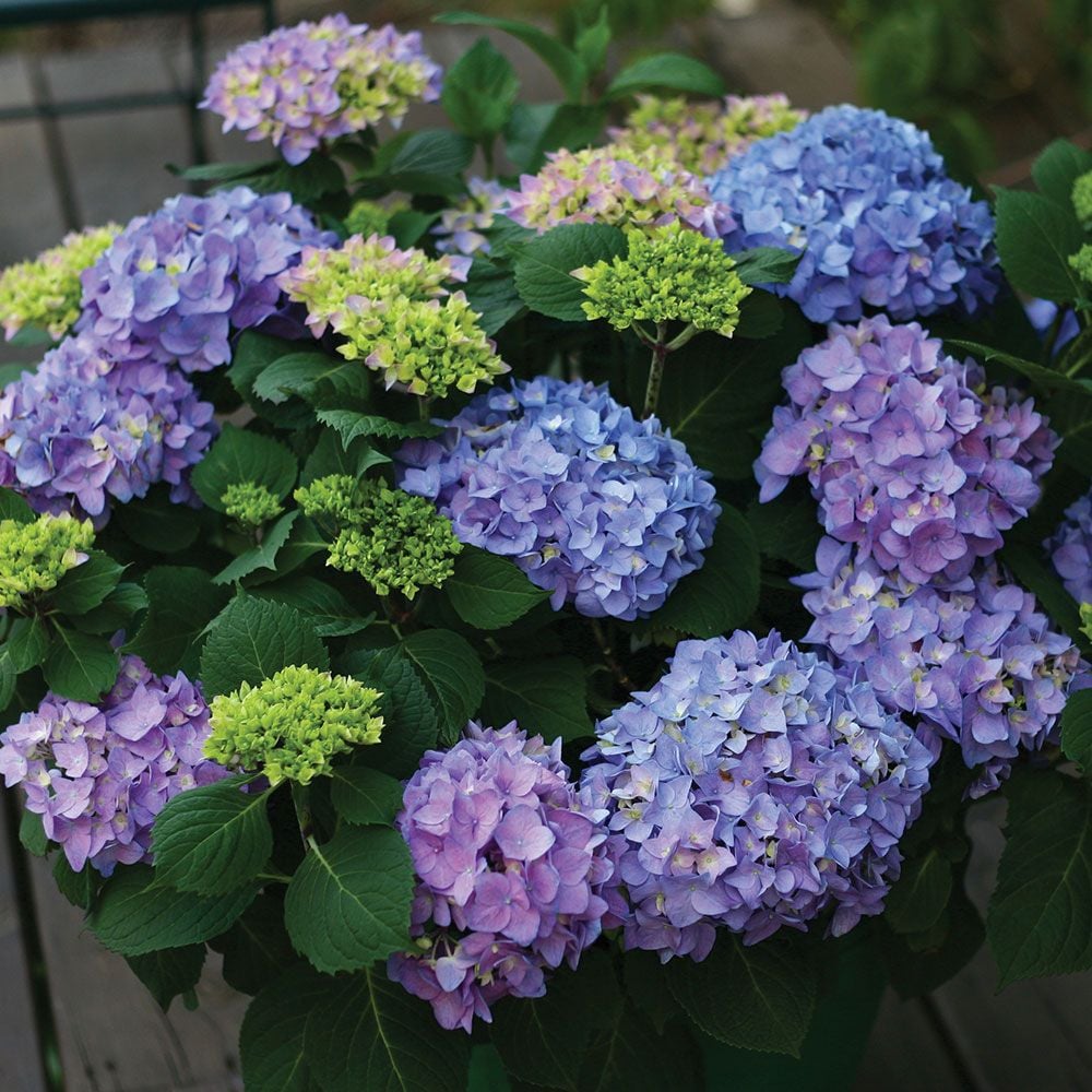 Hydrangea macrophylla Let's Dance® Rhythmic Blue®