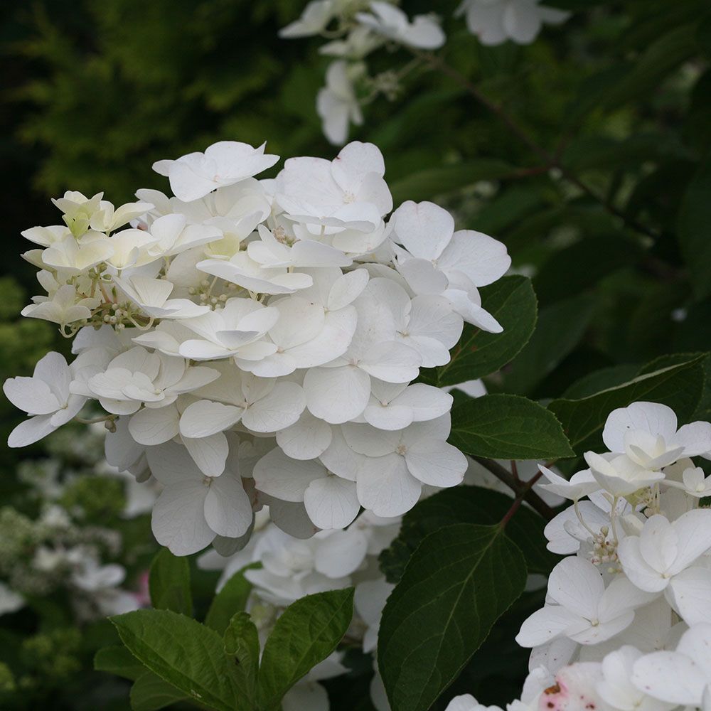 Hydrangea paniculata Polar Ball™ White Flower Farm
