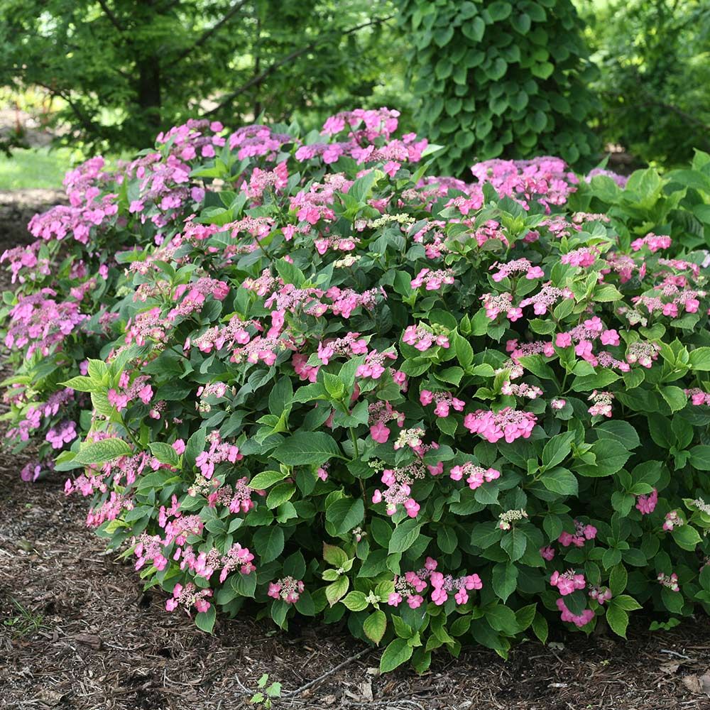 Hydrangea serrata Tuff Stuff™ Red  White Flower Farm