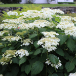  Hydrangea arborescens 'Haas' Halo'