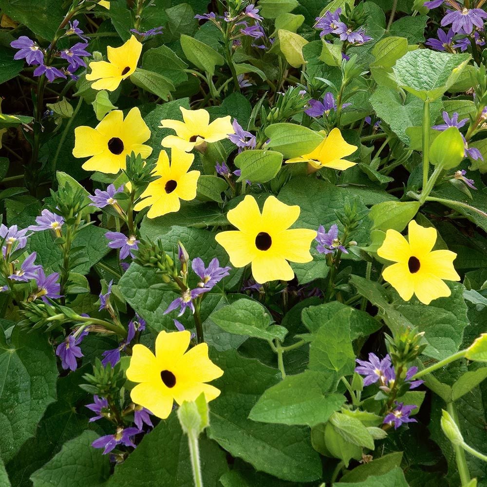 Thunbergia Sunny Lemon Star