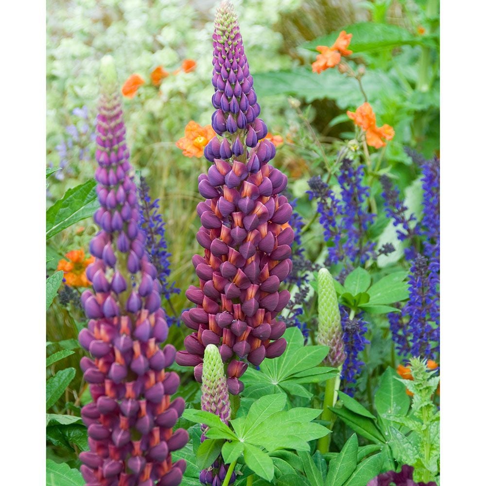 Lupinus Masterpiece