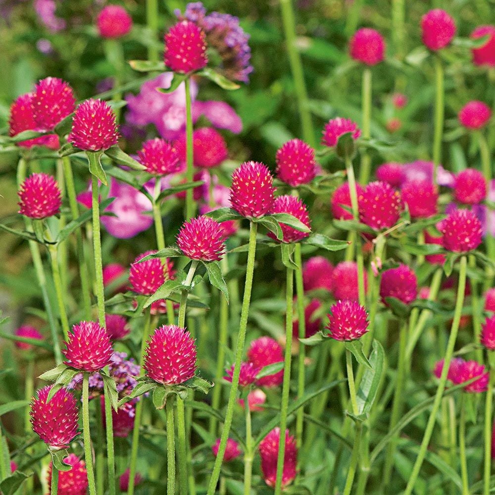Gomphrena haageana 'QIS Carmine'