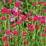  Gomphrena haageana 'QIS Carmine'