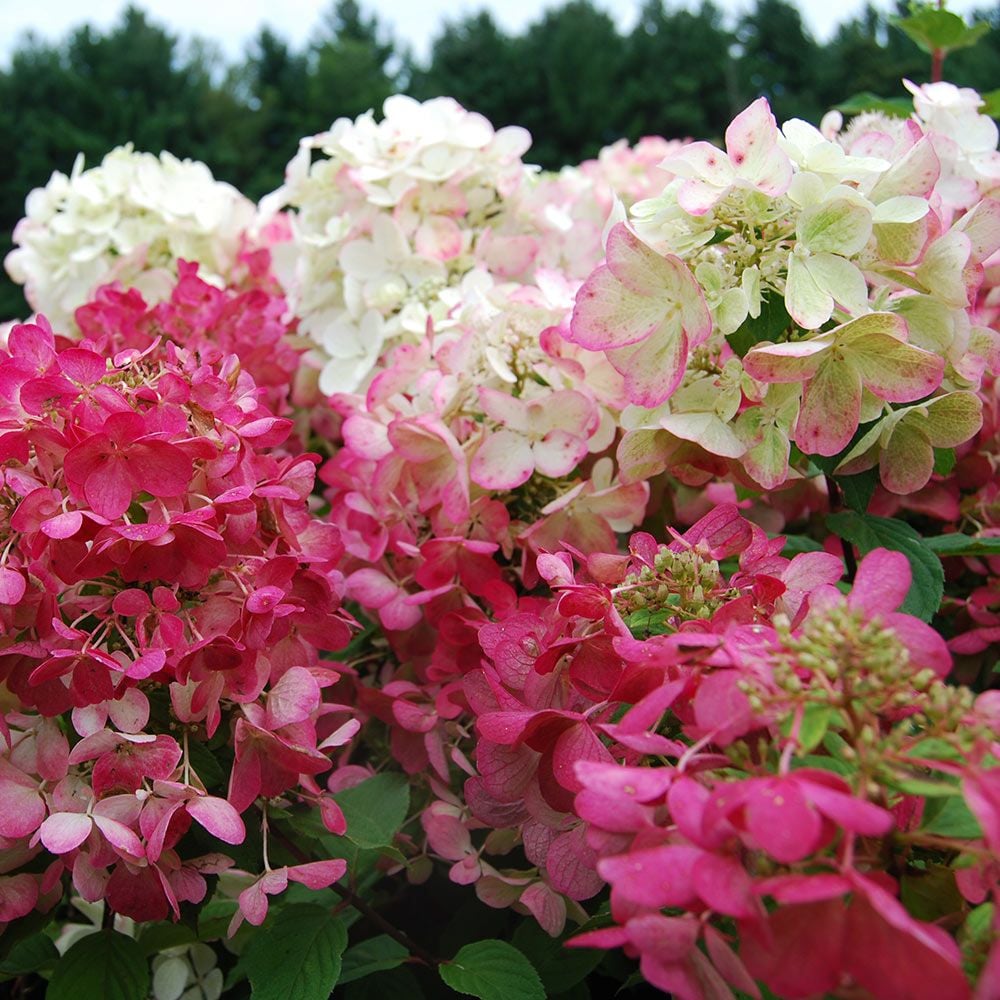 Image of Hydrangea paniculata diamond rouge image 1