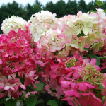  Hydrangea paniculata Diamond Rouge®