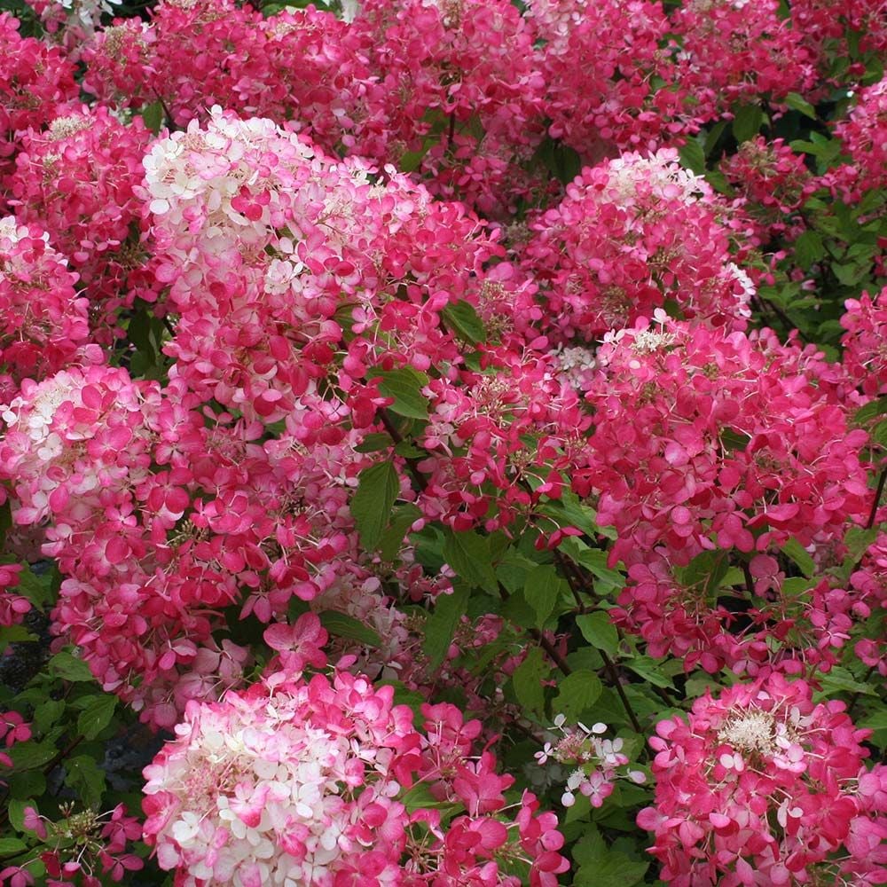 Hydrangea paniculata Diamond Rouge® White Flower Farm