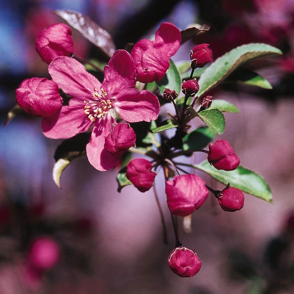 Malus Prairifire White Flower Farm