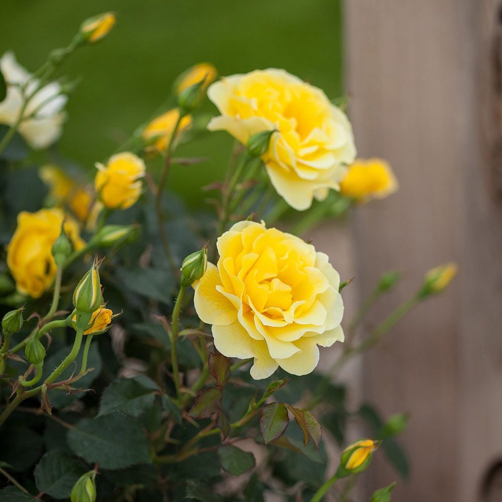 Rose Easy Elegance® Yellow Submarine  White Flower Farm