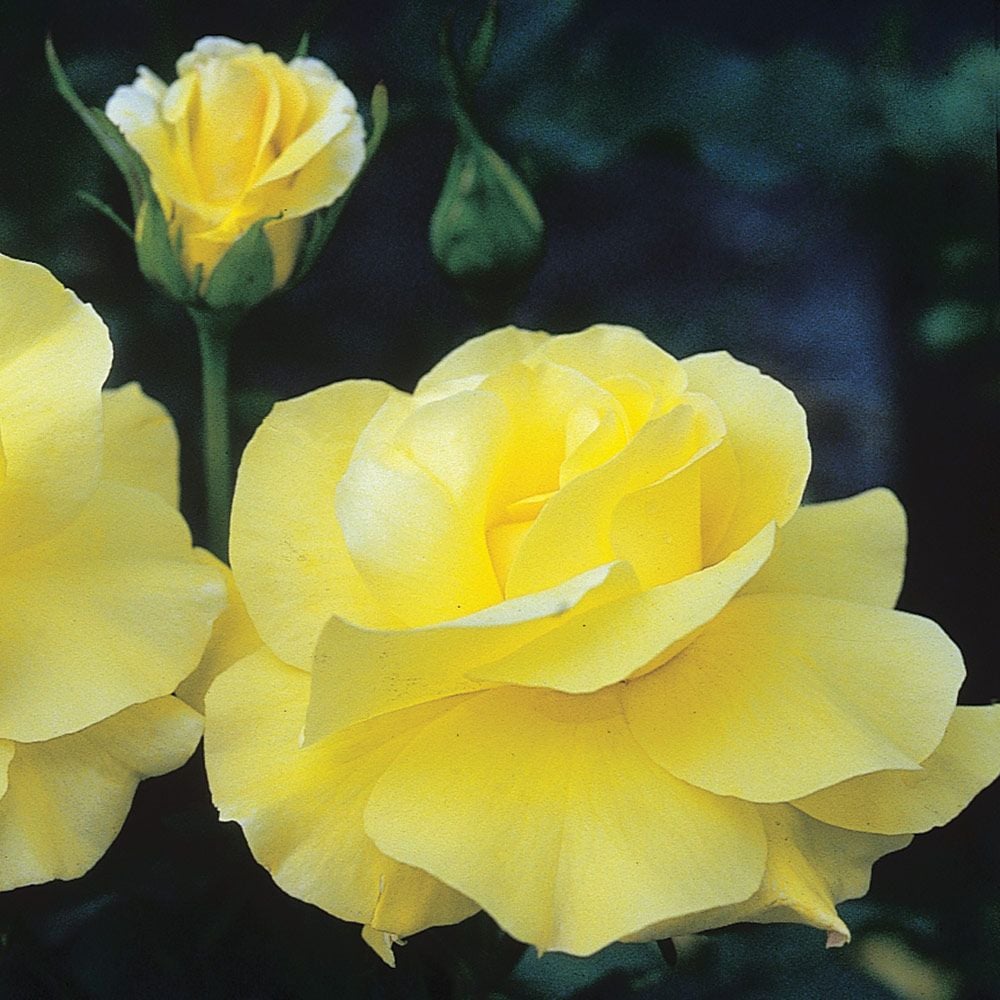 Rose 'Golden Showers'