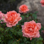  Rose Easy Elegance® Sweet Fragrance