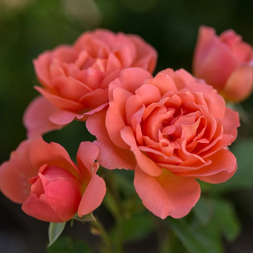 Rose Easy Elegance® Sweet Fragrance