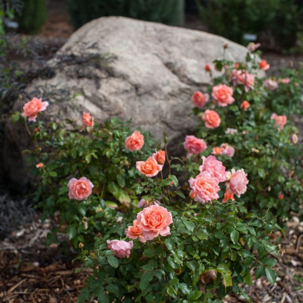 Rose Easy Elegance® Sweet Fragrance White Flower Farm