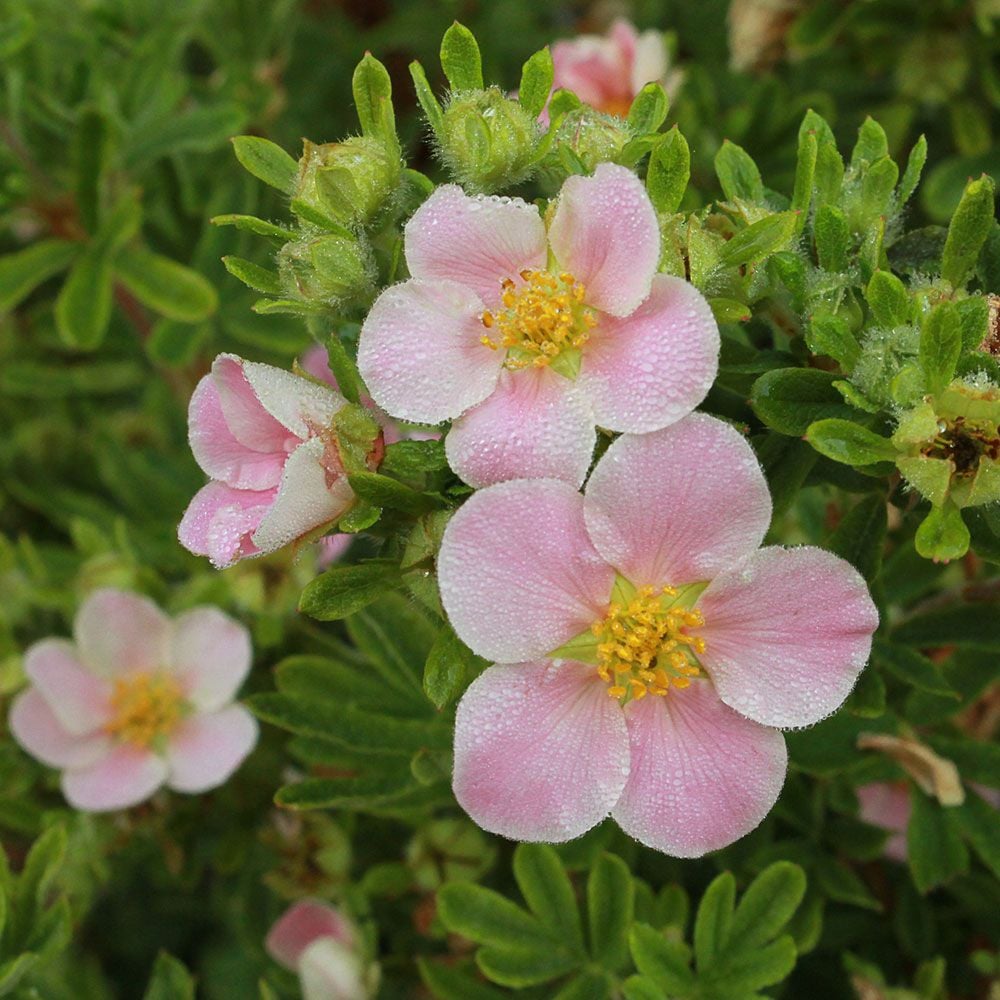 Potentilla fruticosa Happy Face® Pink Paradise