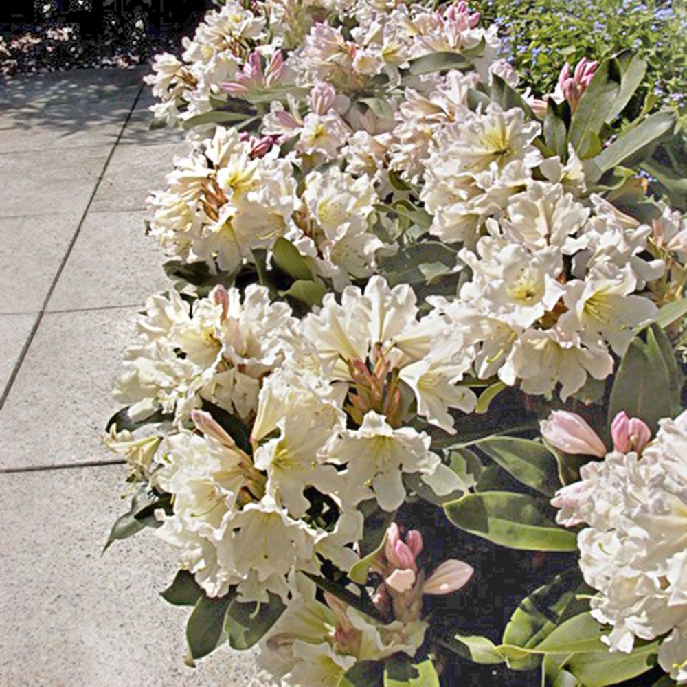 Rhododendron ScentSational™ White White Flower Farm