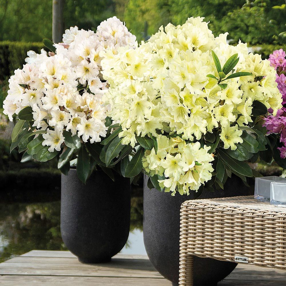 Rhododendron ScentSational™ White White Flower Farm