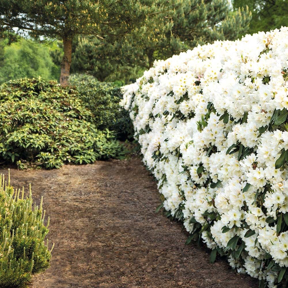 Rhododendron ScentSational™ White White Flower Farm