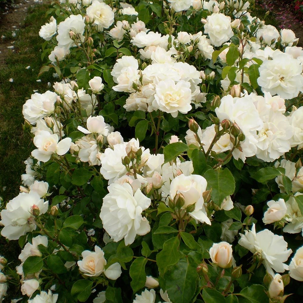 Rose Easy Elegance® Champagne Wishes | White Flower Farm