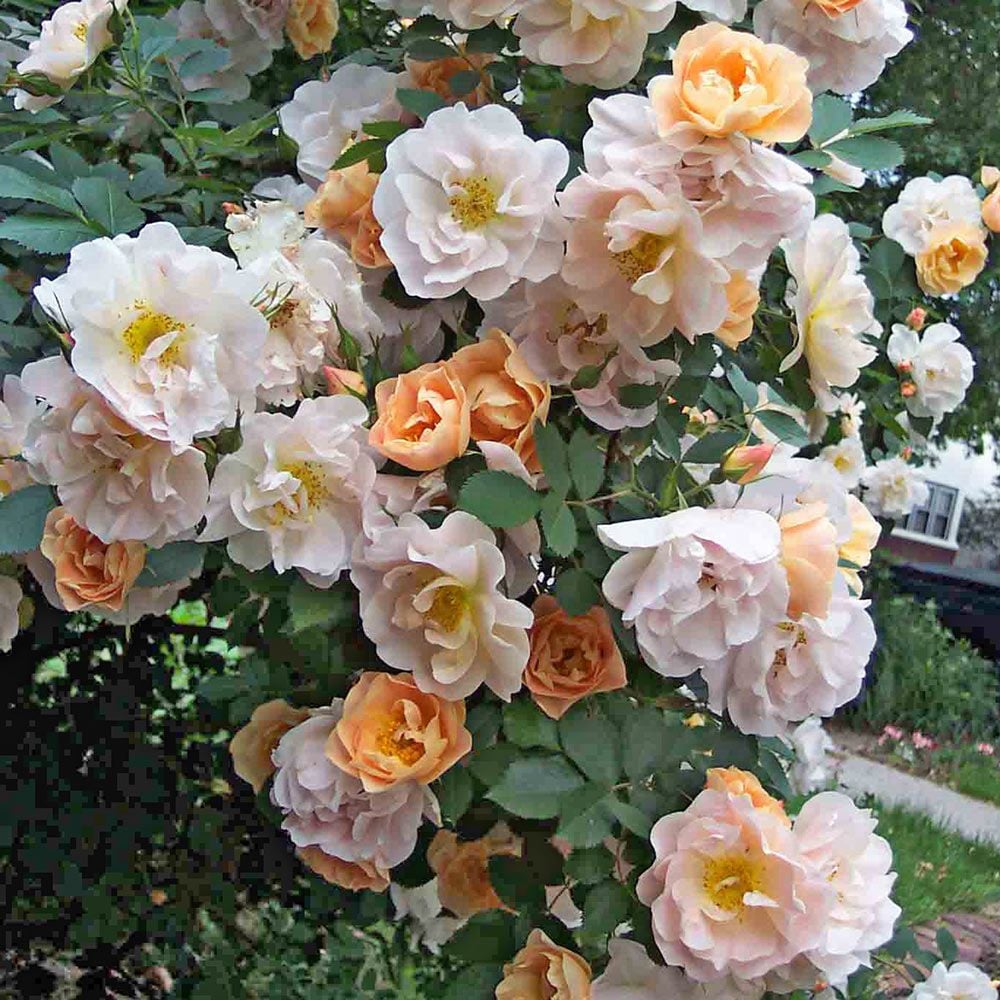 Rose Above and Beyondâ„¢ | White Flower Farm