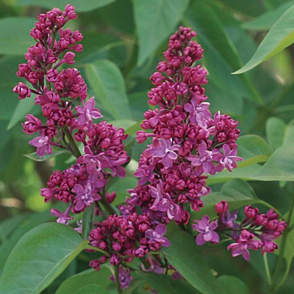 Syringa vulgaris Charles Joly | White Flower Farm