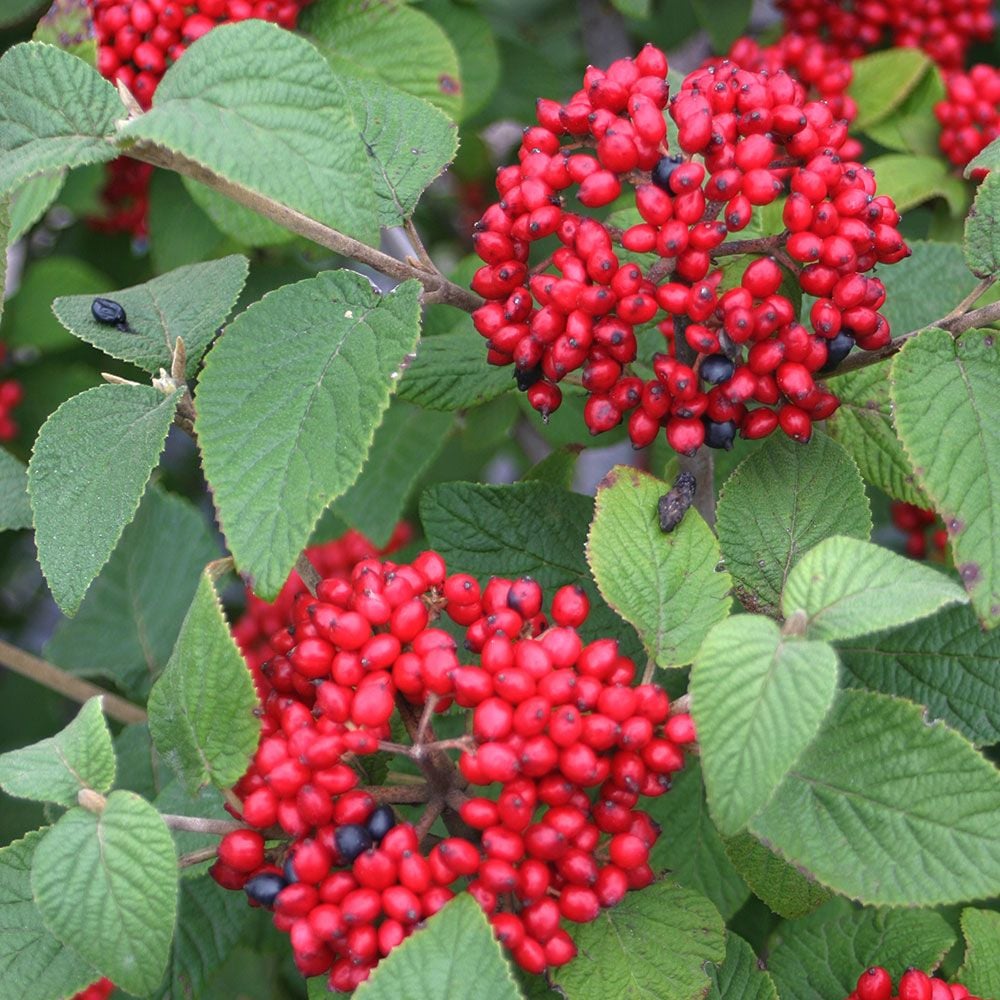 Viburnum Red Balloon®