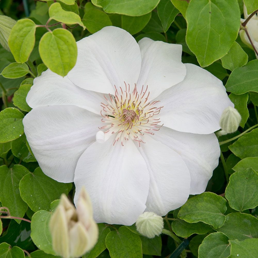 Clematis Juliane™ Boulevard®