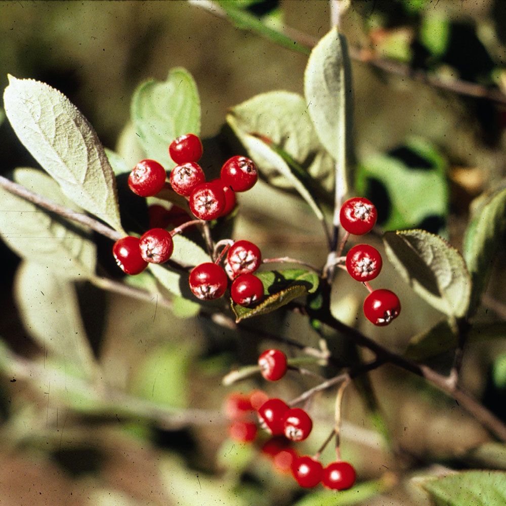 Aronia arbutifolia 'Brilliantissima'