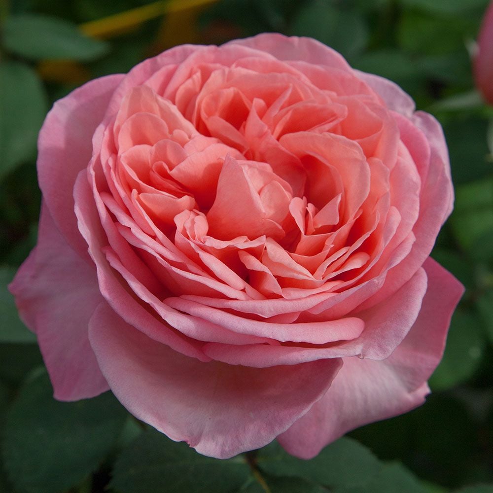 Rose Sweet Mademoiselle™