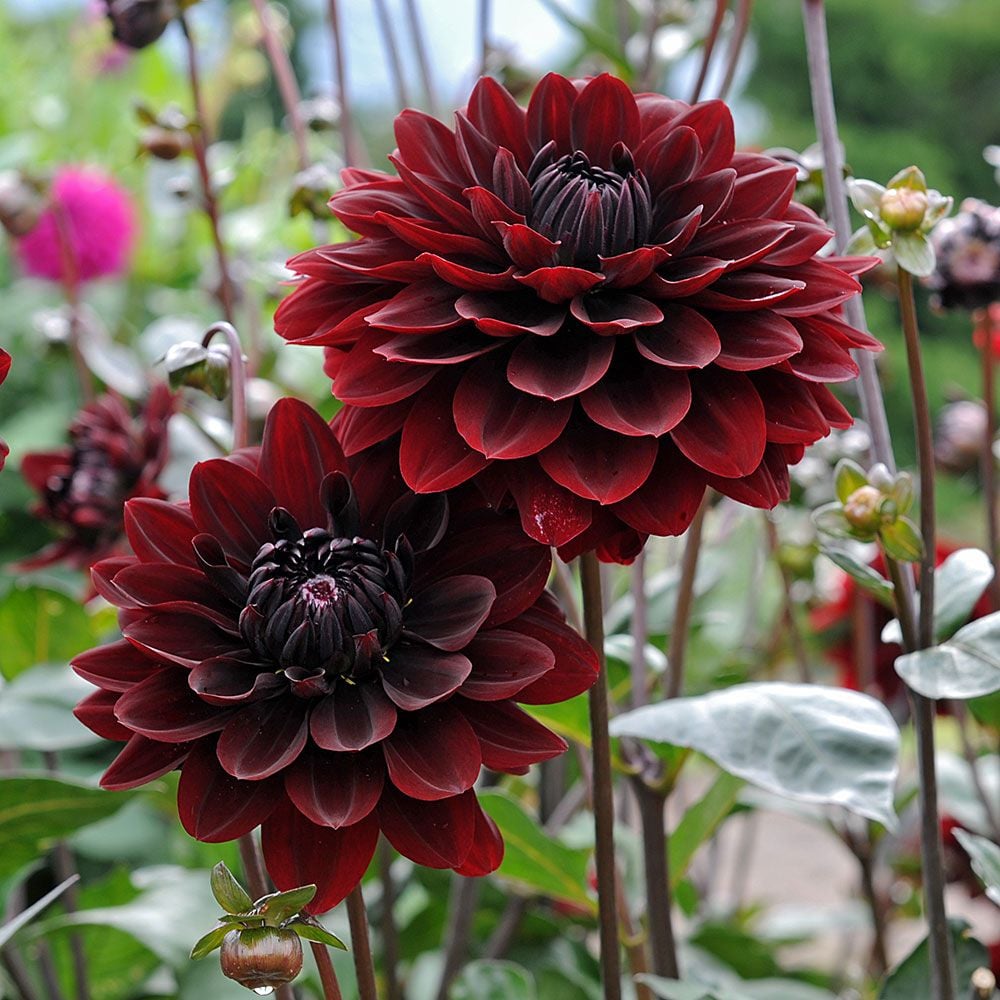 Dahlia 'Karma Choc'