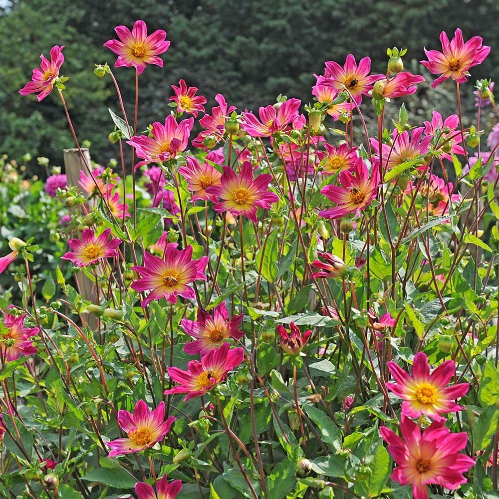 Dahlia 'Bright Eyes'