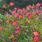  Dahlia 'Bright Eyes'