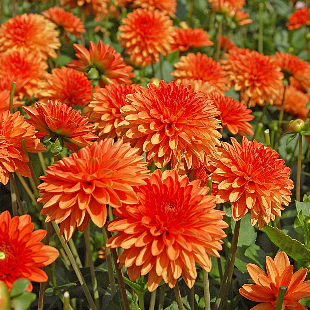 Dahlia Jewel Orange | White Flower Farm