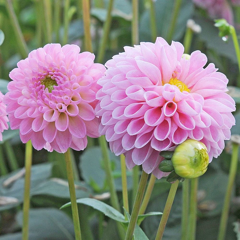  Dahlia  Jewel Pink  White Flower  Farm