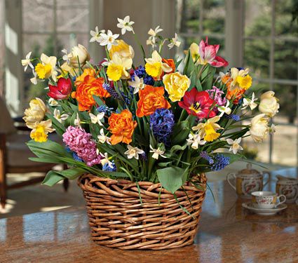 Round of Applause Bulb Collection in X-large woven vine basket