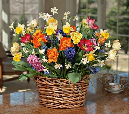Round of Applause Bulb Garden in X-large woven vine basket