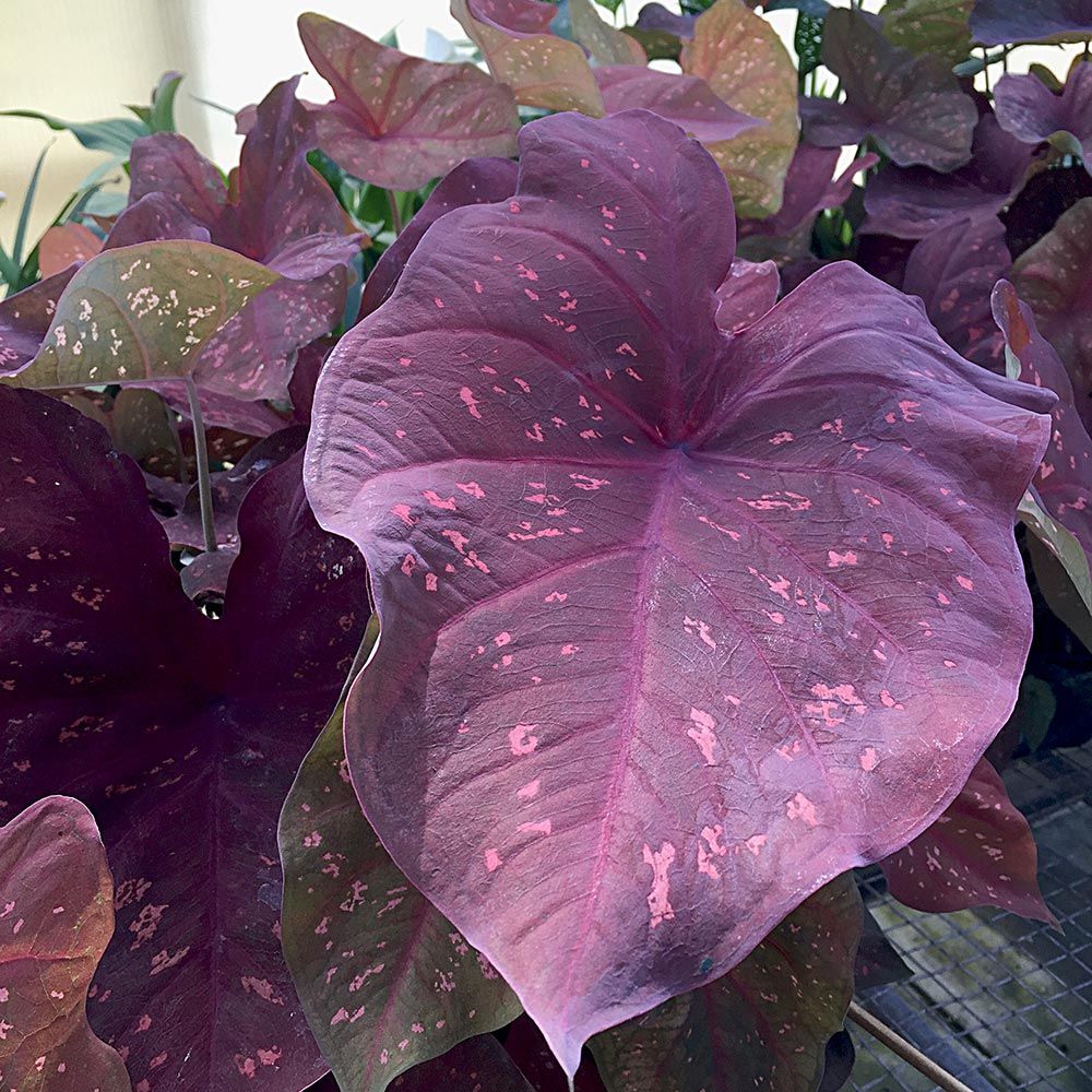 Caladium Burning Heart | White Flower Farm