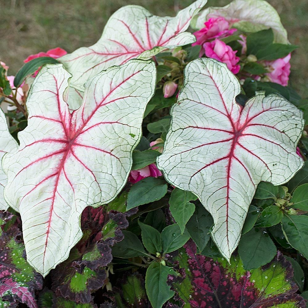 Caladium 'Florida Fantasy'