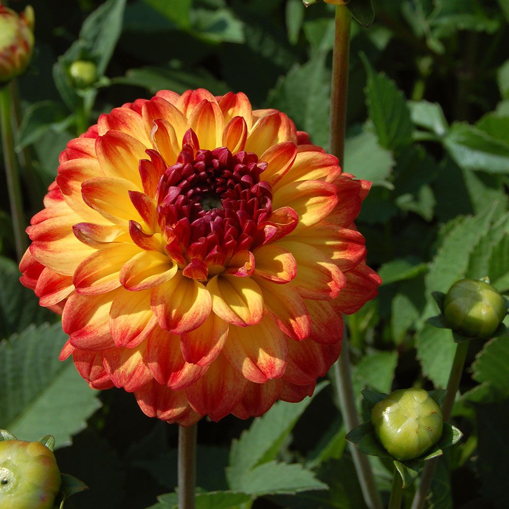 Dahlia Icoon | White Flower Farm